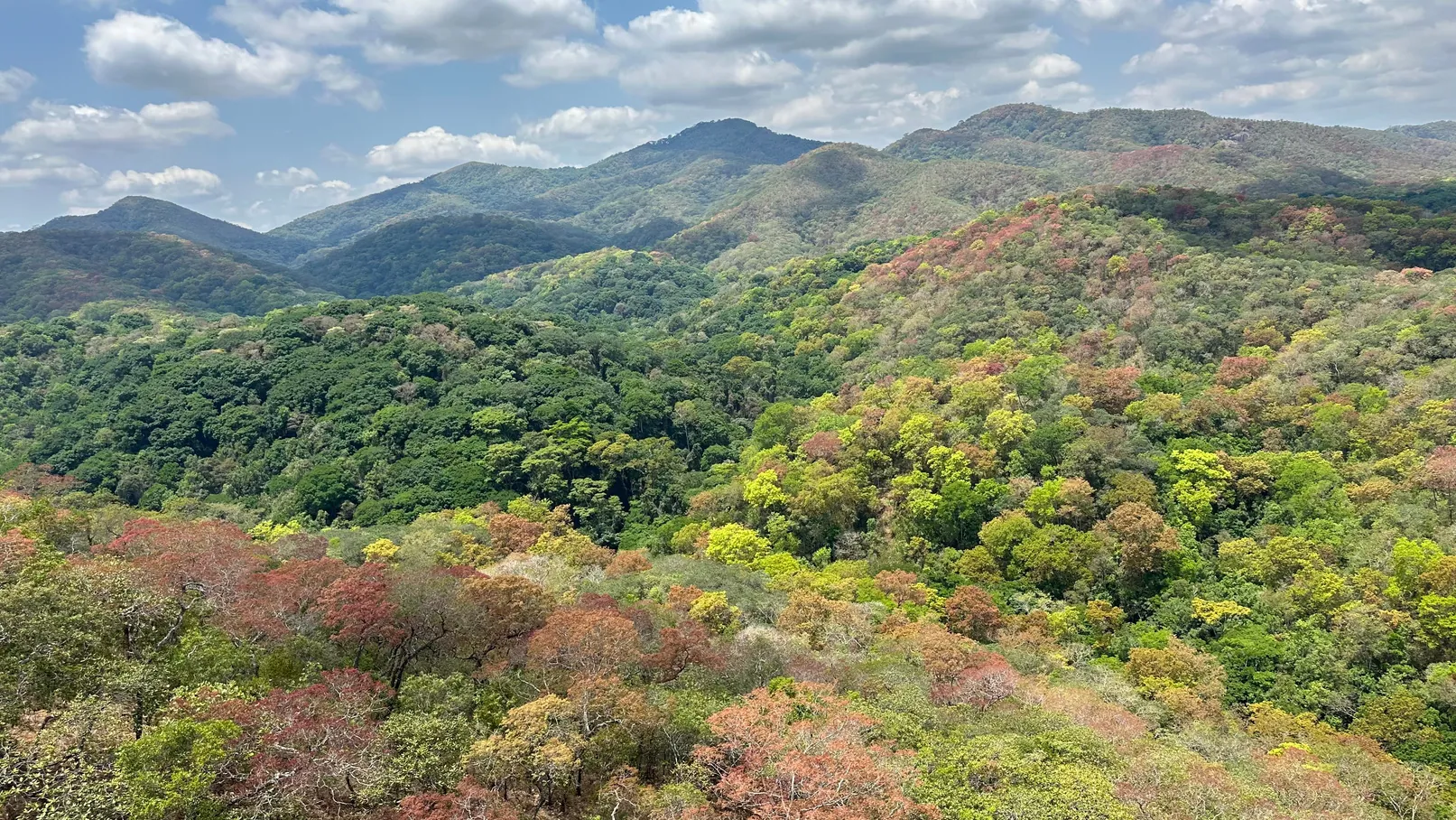 Forest-covered hills in the Mkuti wilderness